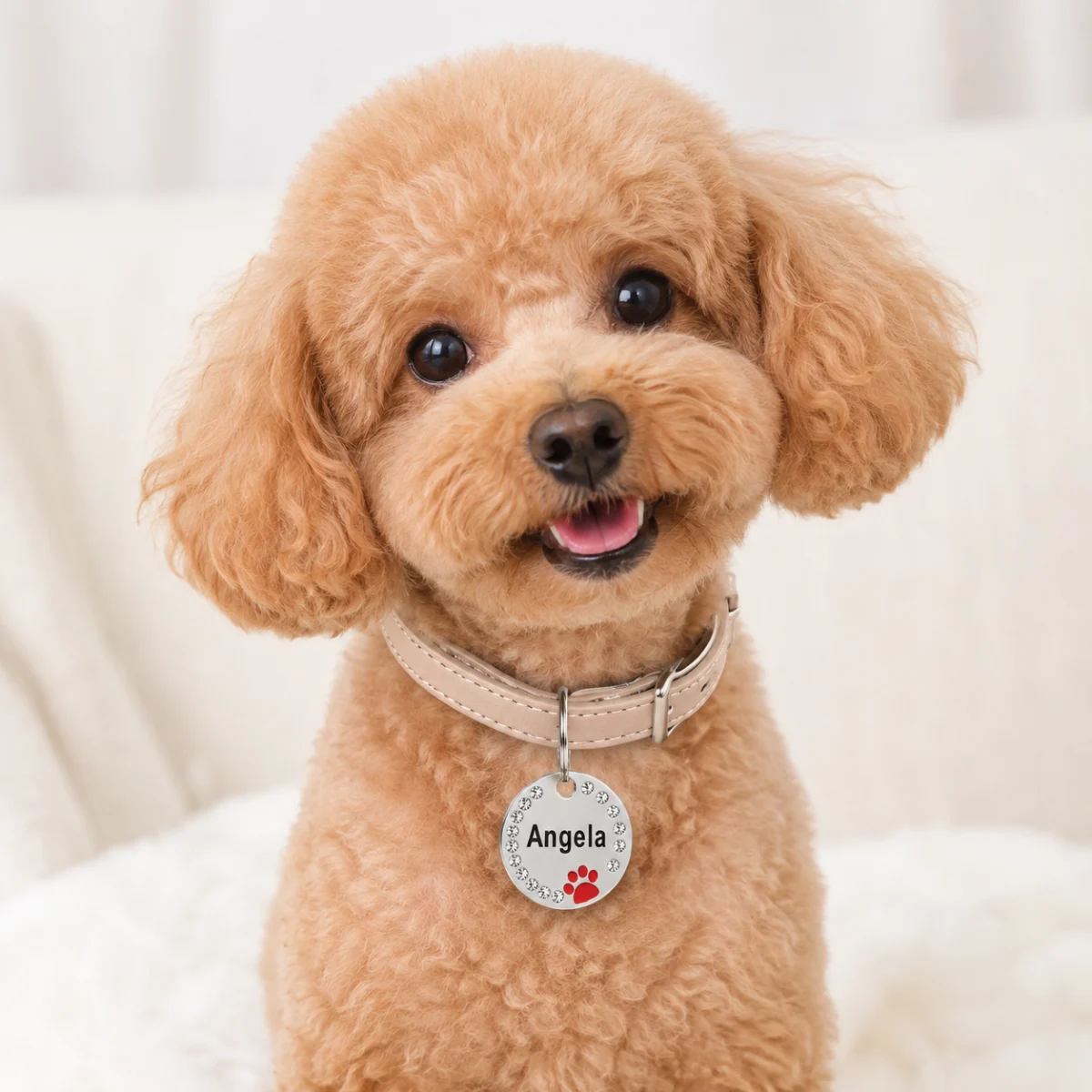 Small dog wearing a personalized ID tag on its collar
