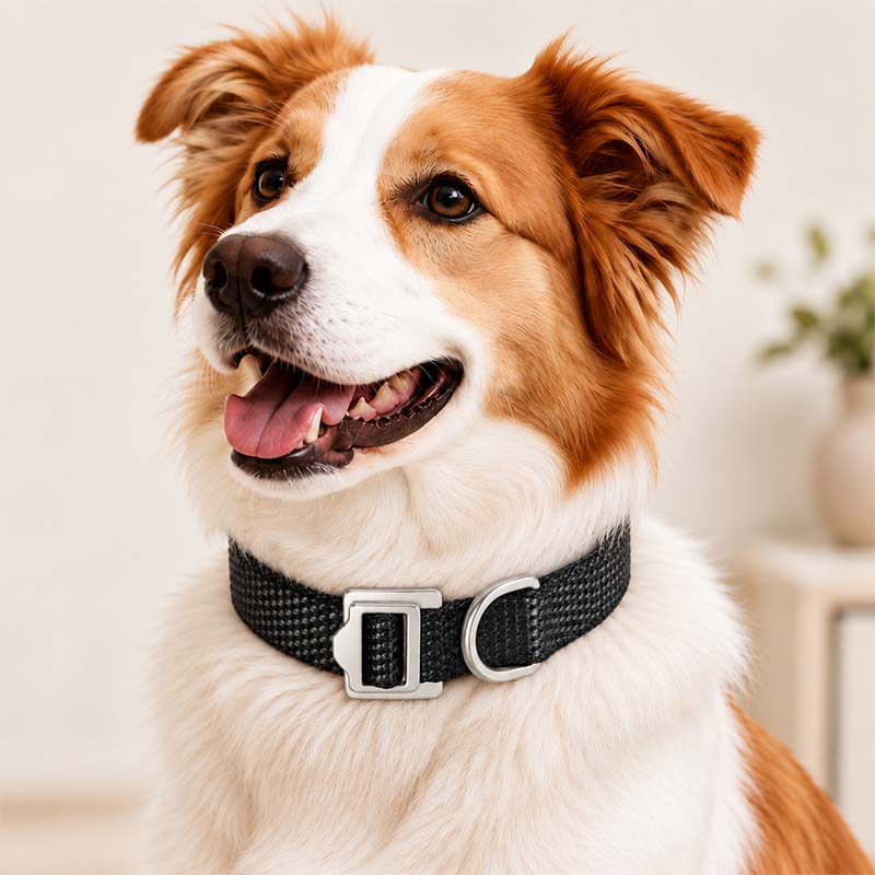 Brown and white dog wearing a black UHMWPE collar with Aircraft-Grade Aluminum buckle