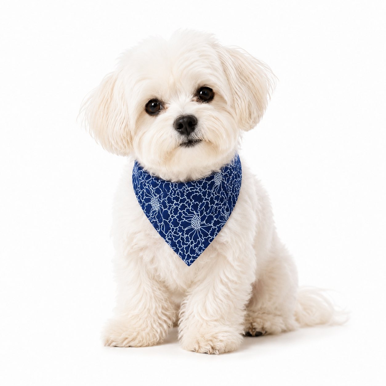 Blue floral pattern dog bandana scarf on a small white dog