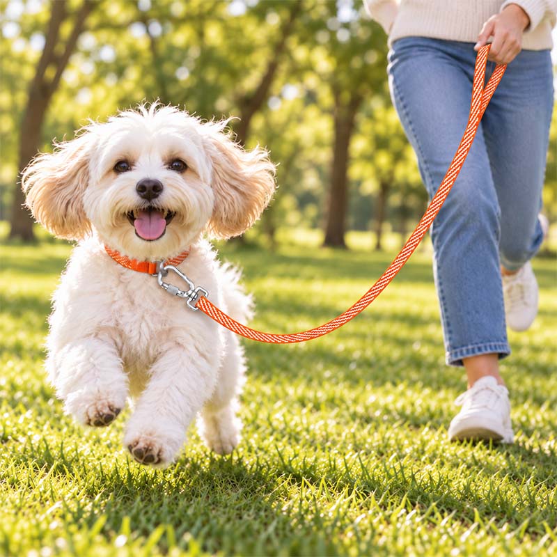 Small cream-colored dog on an outdoor walk wearing an orange and white woven UHMWPE leash
