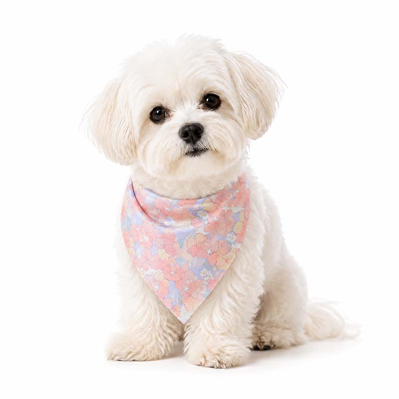 Small white dog wearing a pink floral dog bandana