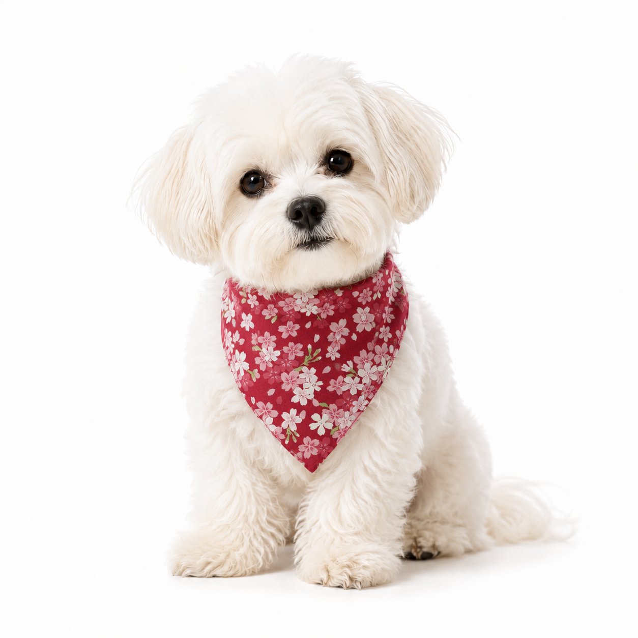 Red floral dog bandana scarf on a small white dog