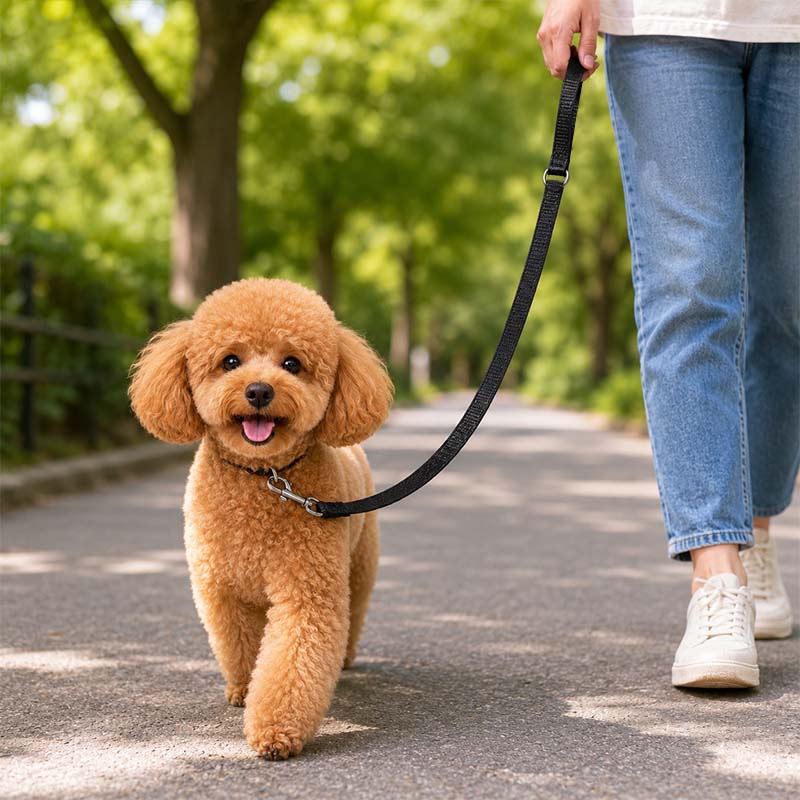 Person walking a poodle outdoors with a black Dyneema dog leash
