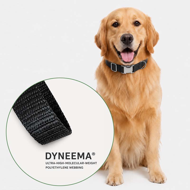 Golden retriever wearing a black dog collar beside a close-up of Dyneema UHMWPE webbing