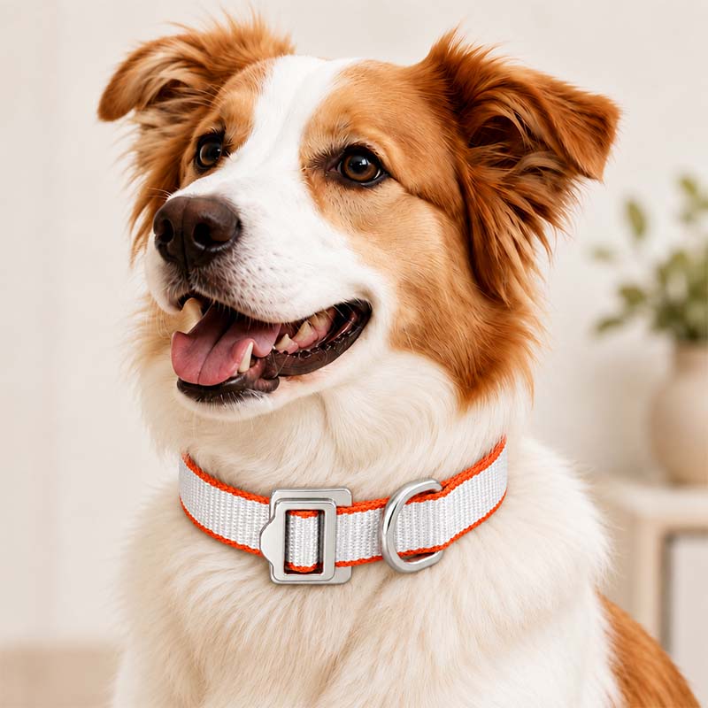 Brown and white dog wearing the slim white and orange FeatherStrong UHMWPE collar