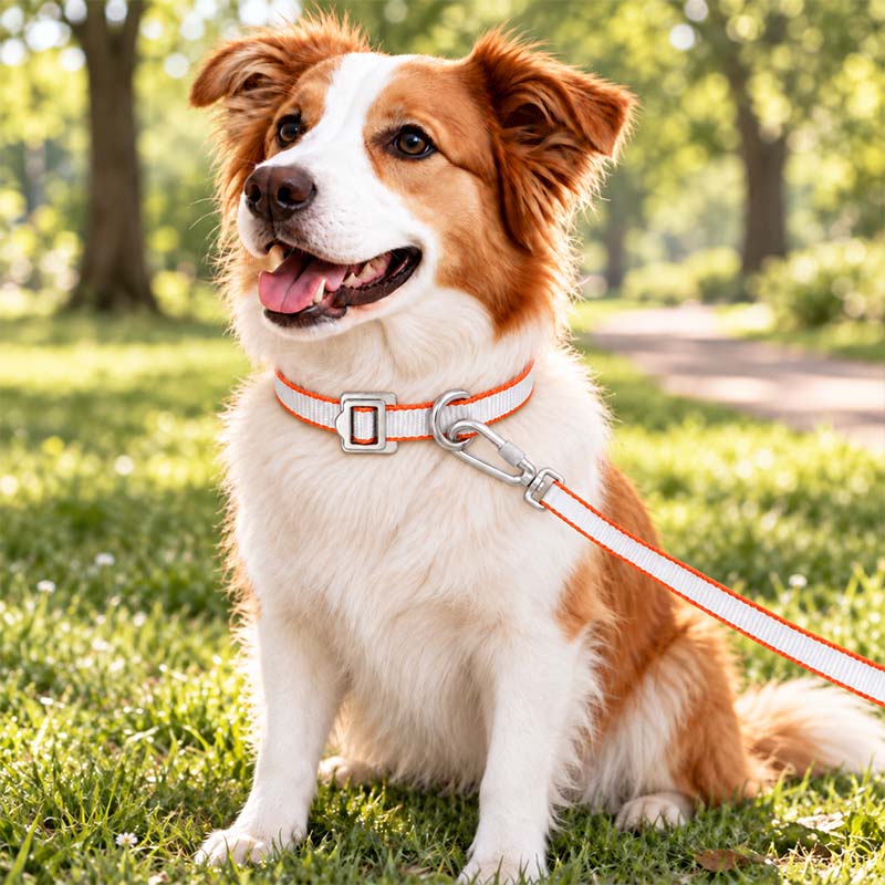 Brown and white dog outdoors wearing a white and orange FeatherStrong collar with a matching leash
