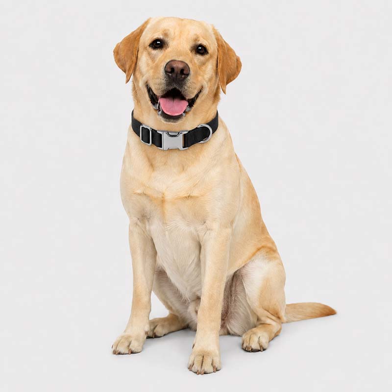 Labrador wearing a black Dyneema UHMWPE dog collar