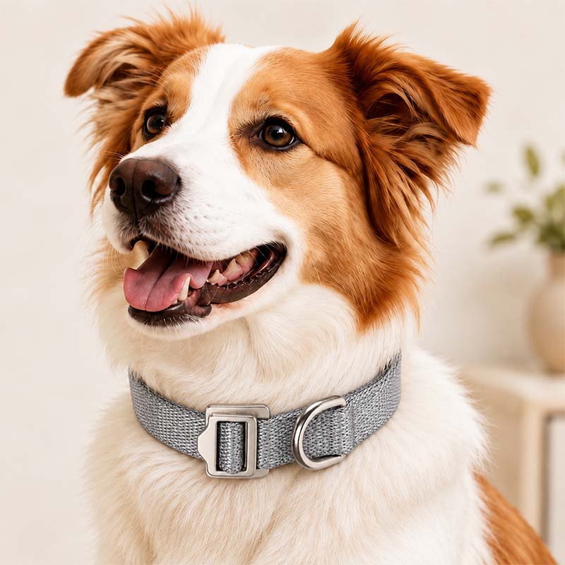 Close-up of a brown and white dog wearing the FeatherStrong gray UHMWPE collar