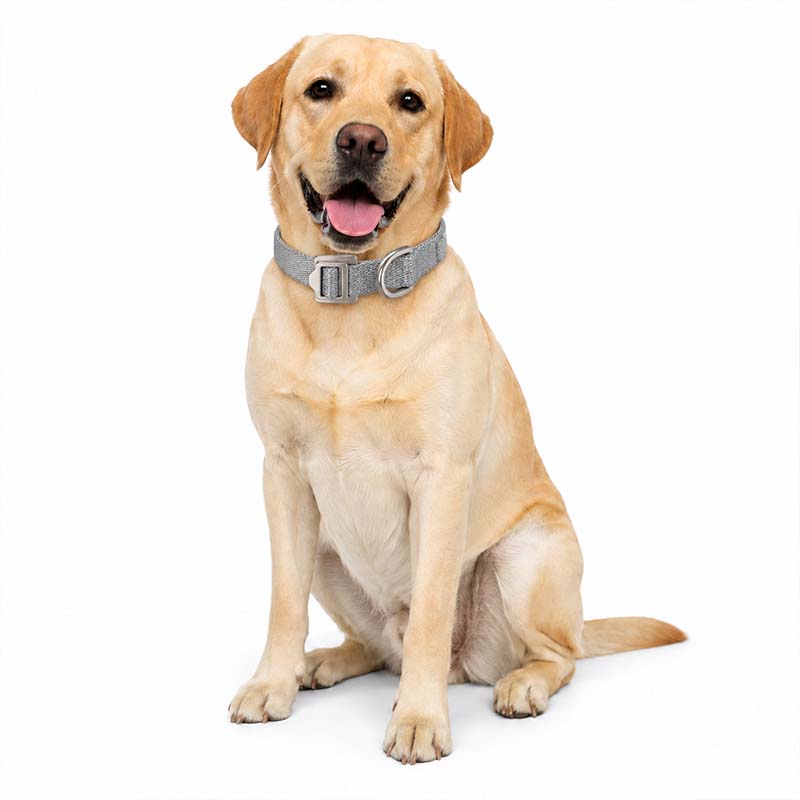 Full-body view of a yellow dog wearing the FeatherStrong gray UHMWPE collar