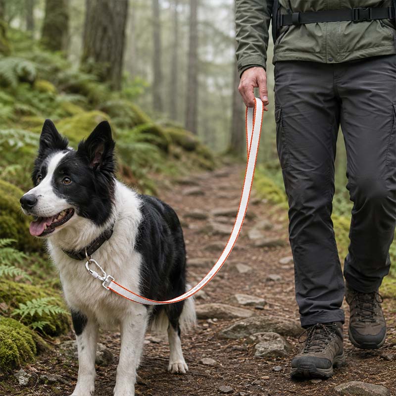 Border collie walking on a forest trail with a white and orange ultralight dog leash
