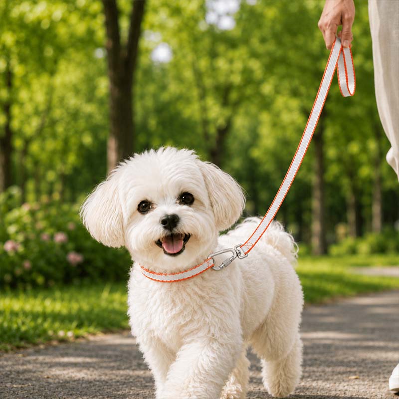 Small white dog walking in a park with a white and orange FeatherStrong ultralight UHMWPE dog leash