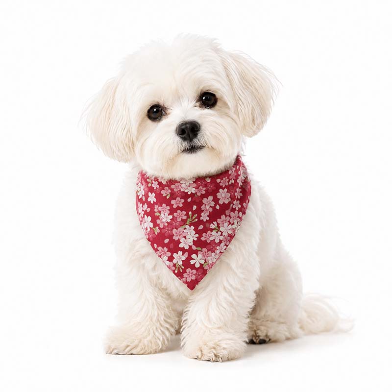 Small white dog wearing a red floral bandana